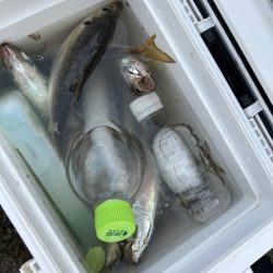 ⭐️変わらず高活性