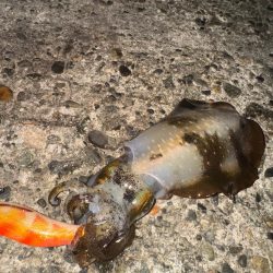 アオリイカ大きくなってきた