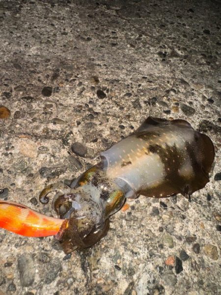 アオリイカ大きくなってきた