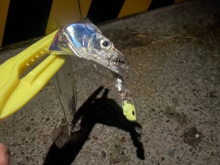 テンヤリベンジ