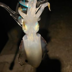 2時間だけエギング!