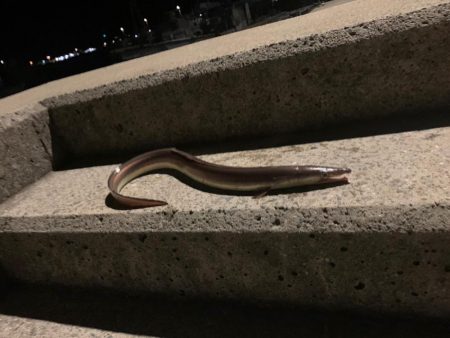 南紀のハモ釣り