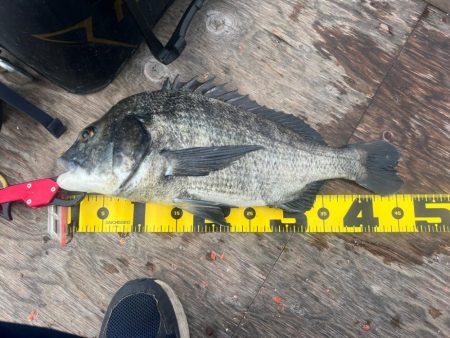 いつものチヌ釣り