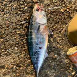 ソウダカツオ❓ スマカツオ❓