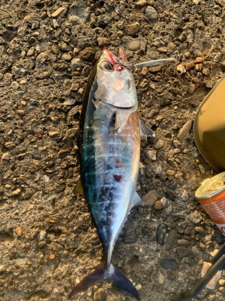 ソウダカツオ❓ スマカツオ❓