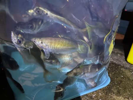 今週も釣れました