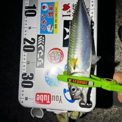 8月ラストアジング