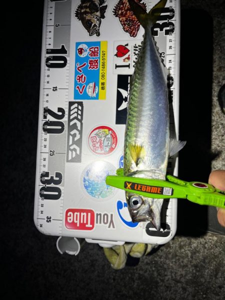 8月ラストアジング