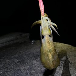 【伊根エリア】秋イカ開幕!