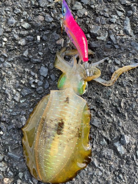 秋の恵みに感謝！