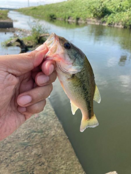 遠賀川釣果