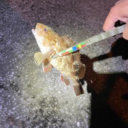 台風明け爆風アジング