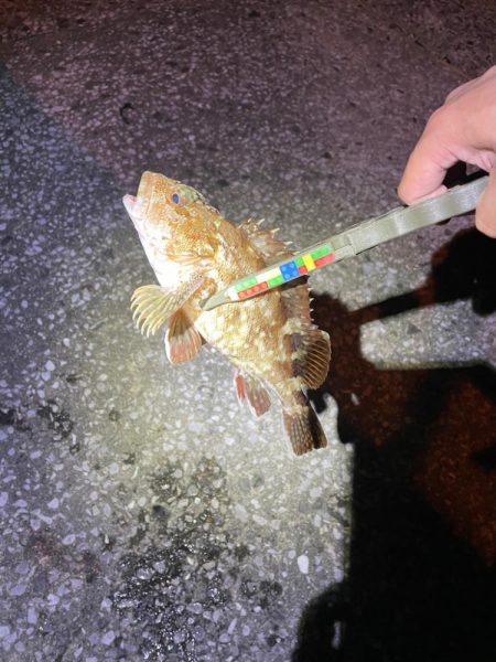 台風明け爆風アジング