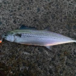 キシイチSPオレンジ強いにゃ！