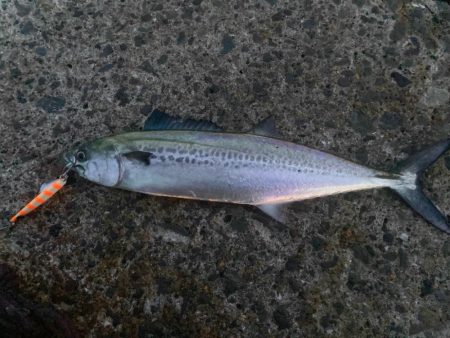 キシイチSPオレンジ強いにゃ！