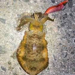 明石でエギング