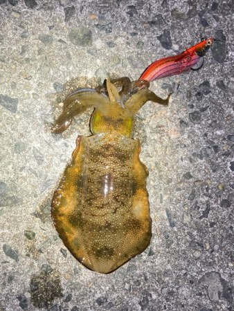 明石でエギング