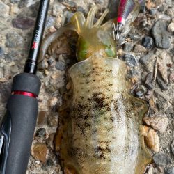 秋イカに遊ばれる?