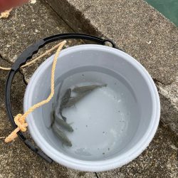 ロックフィッシュ!