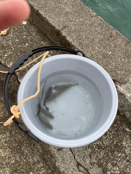 ロックフィッシュ!