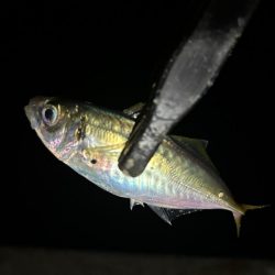 ダメか〜豆だわ!涙