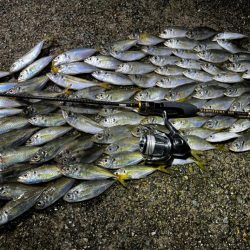 秋っぽい気候での豆アジング