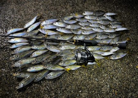 秋っぽい気候での豆アジング