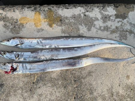 今年初タチウオ‼️