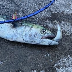 サワラは突然に!