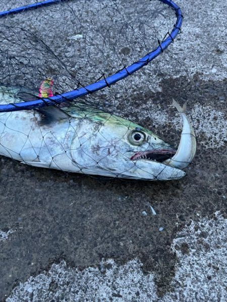 サワラは突然に!