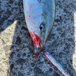 朝マズメには縁がない