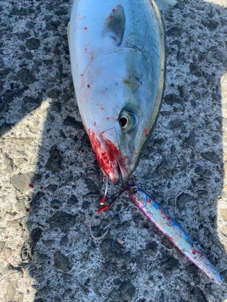 朝マズメには縁がない