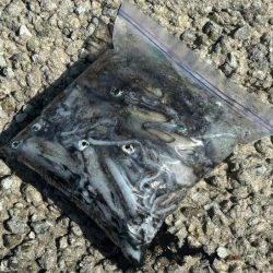 姫路離島エギング開幕！超高活性の爆釣！！