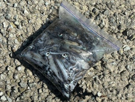 姫路離島エギング開幕！超高活性の爆釣！！