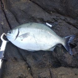 サラシ打ちは不発…