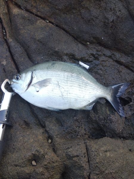 サラシ打ちは不発…