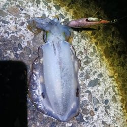 朝マズメ前からエギング