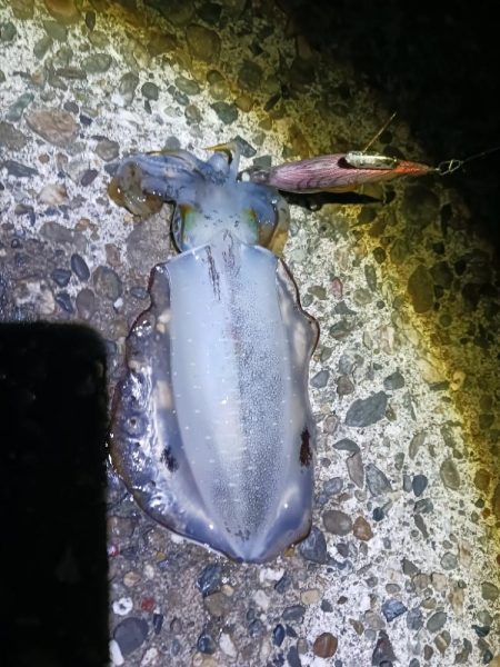 朝マズメ前からエギング