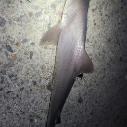 和歌山タチウオ2024♪開幕！