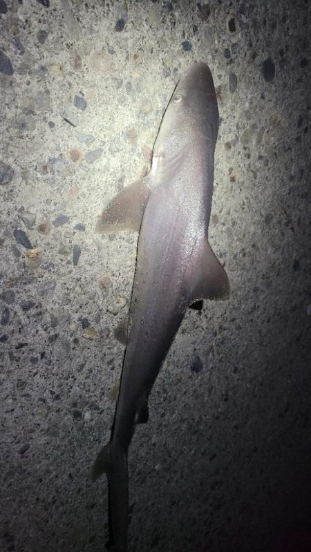 和歌山タチウオ2024♪開幕！