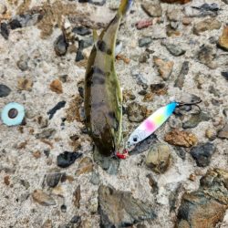 久しぶりの投稿