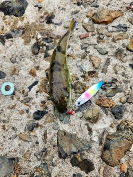 久しぶりの投稿