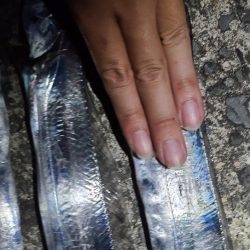 ゆうマヅメは無かったような？