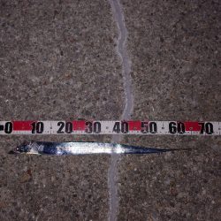 なんとかシーズン初