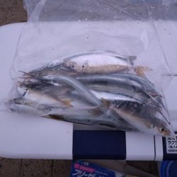 サヨリ釣りへ‥