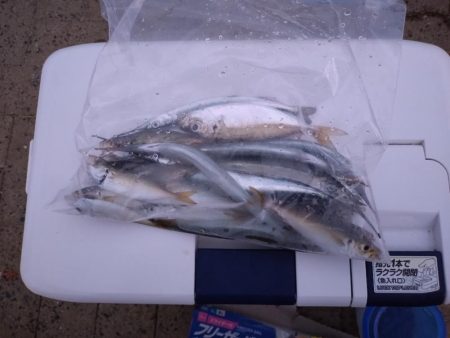 サヨリ釣りへ‥