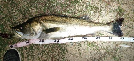 イナッコパターン攻略で、ランカー降臨!