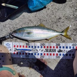 ショアジキシーズンイン!