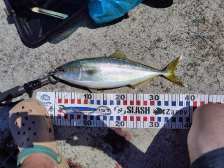 ショアジキシーズンイン!