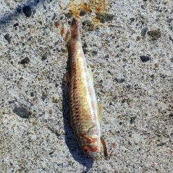 キス探し@深日港